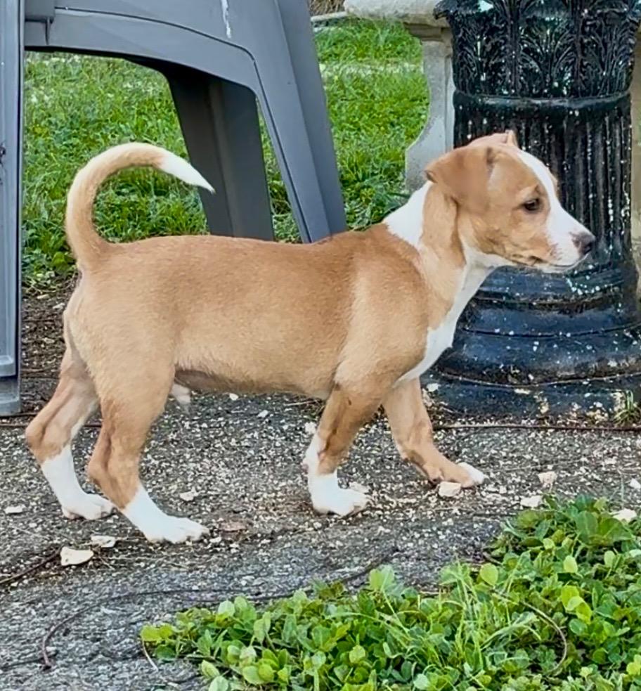 Enlarge Clyde, a ADOPTABLE mixed breed in Virginia Beach, VA image 4/5