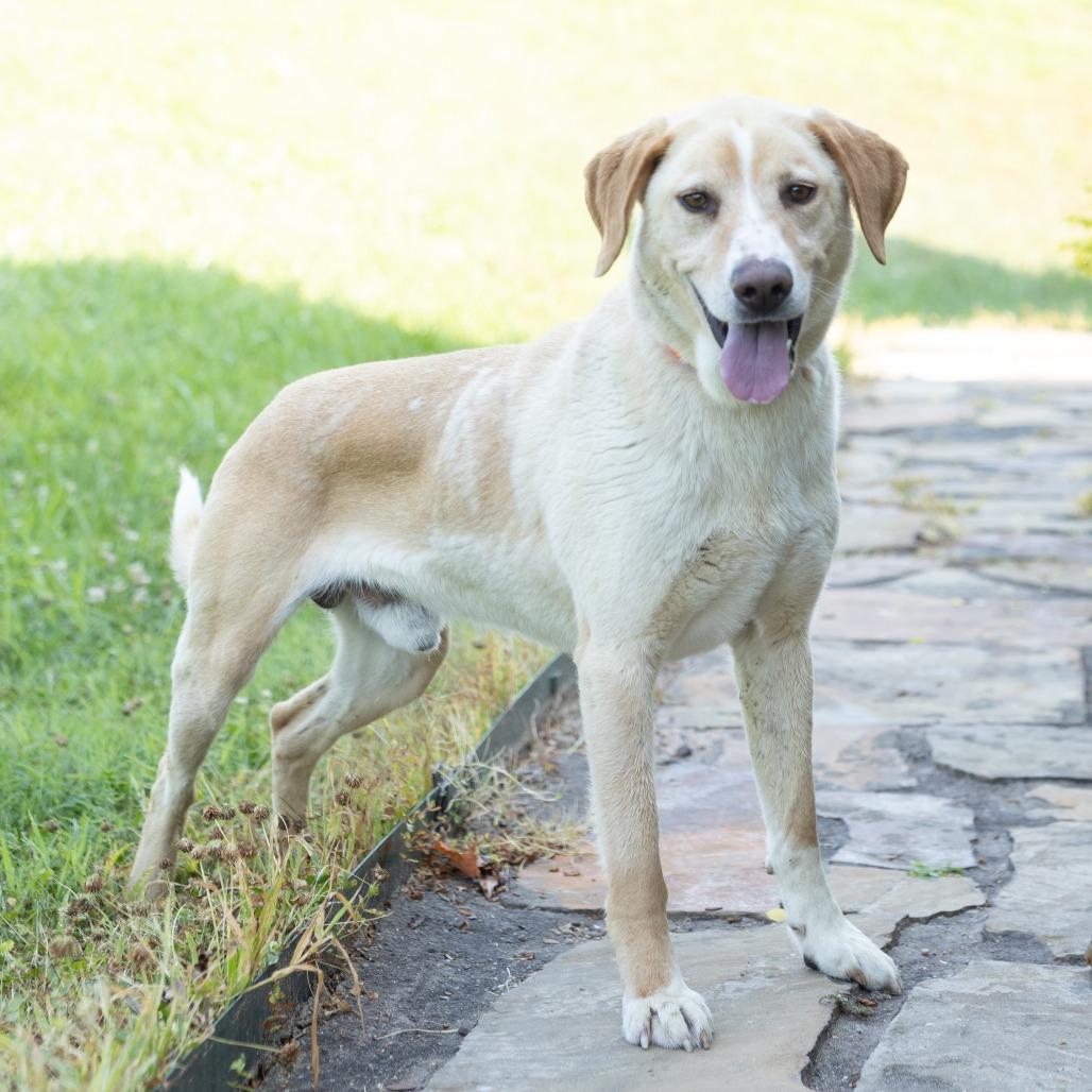 Jesse, Adult Male Mixed Breed