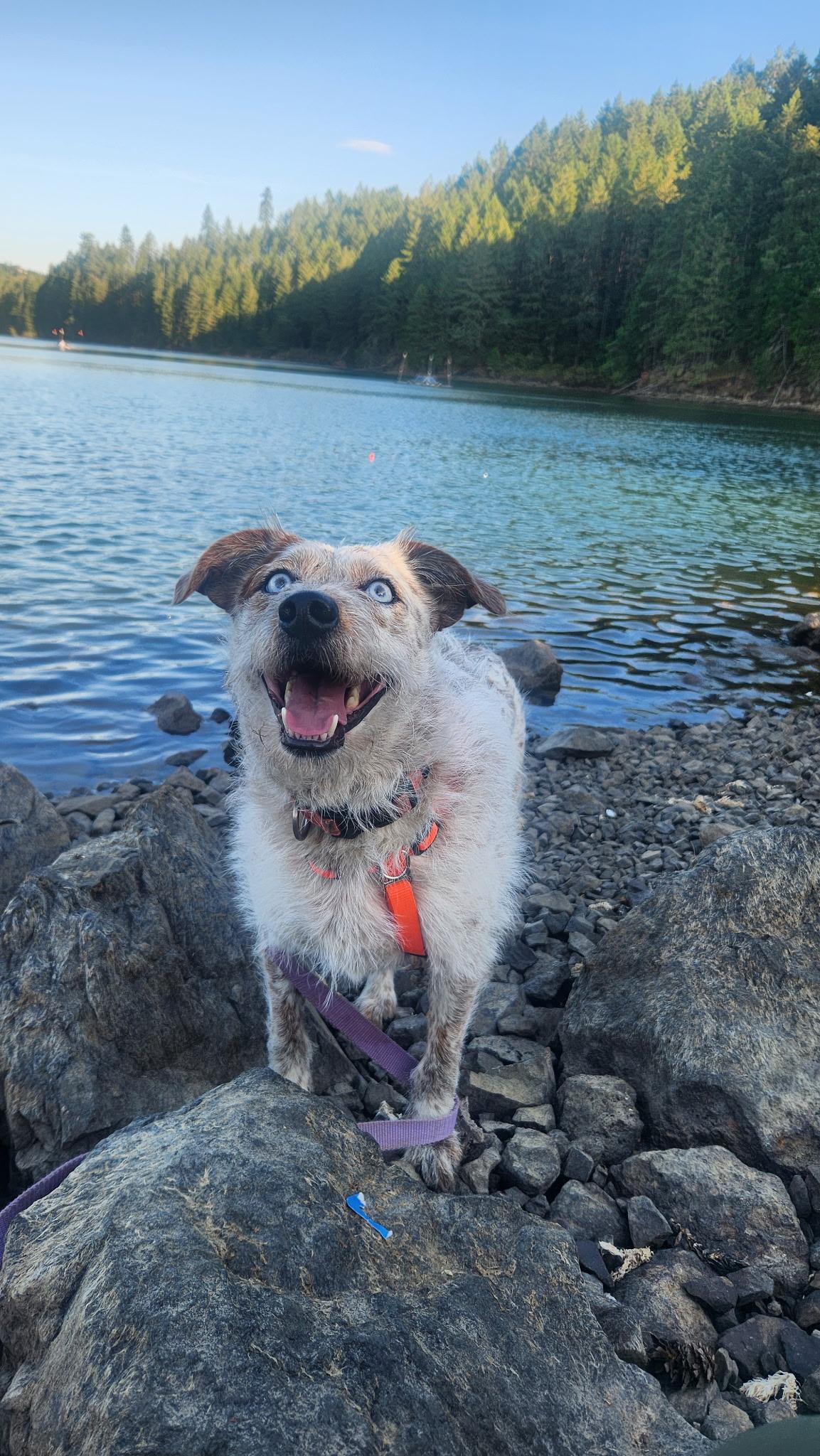 Enlarge Candace, a Adoptable mixed breed in Eugene, OR image 2/4