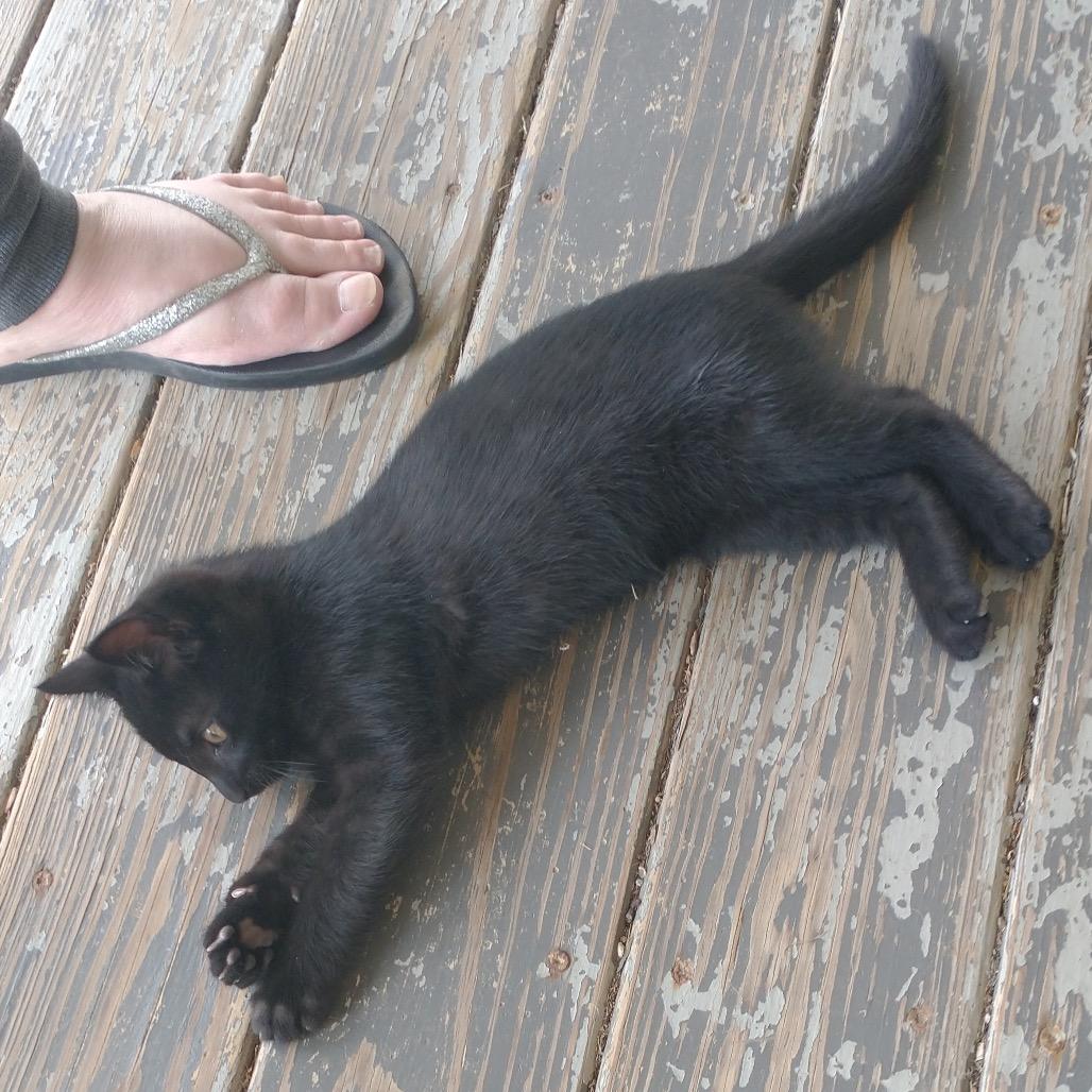 Spike, Adoptable, Kitten Male Domestic Short Hair.