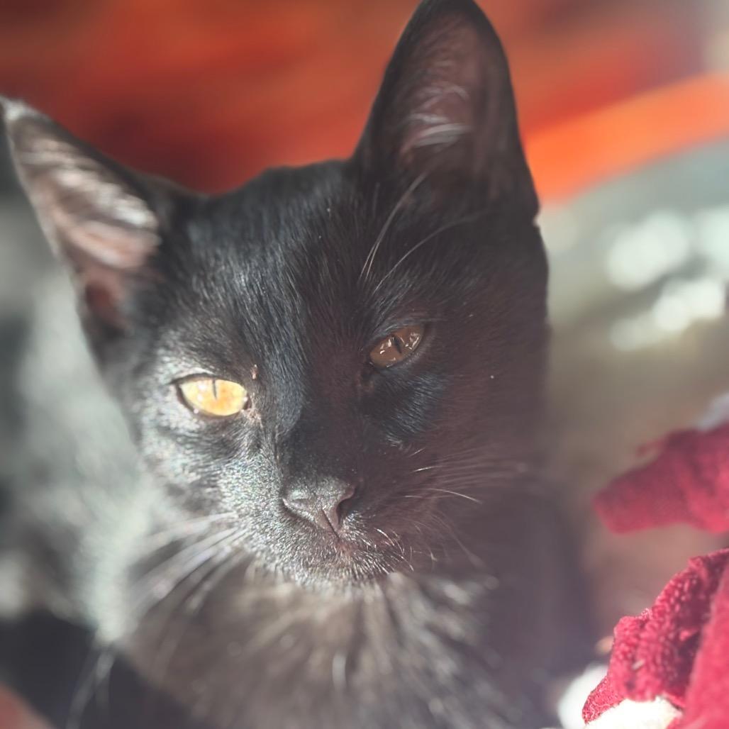 Spike, a Adoptable Domestic Short Hair in Rochester, MN image 2/5