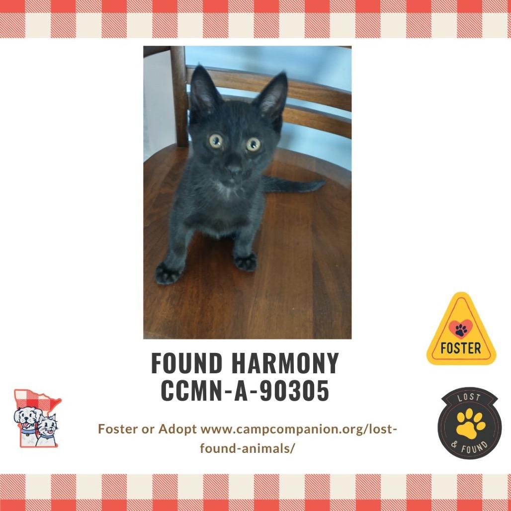 Spike, a Adoptable Domestic Short Hair in Rochester, MN image 3/5