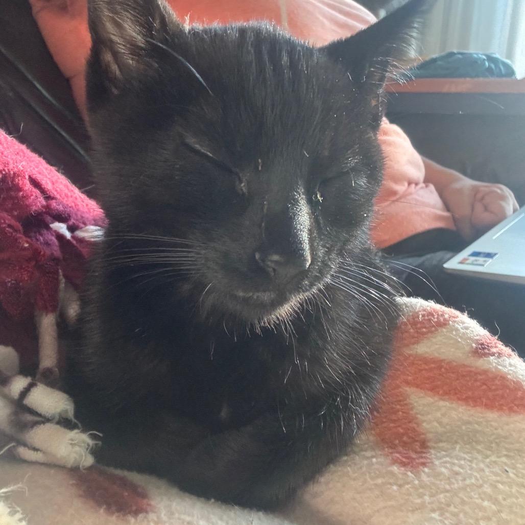 Spike, a Adoptable Domestic Short Hair in Rochester, MN image 4/5