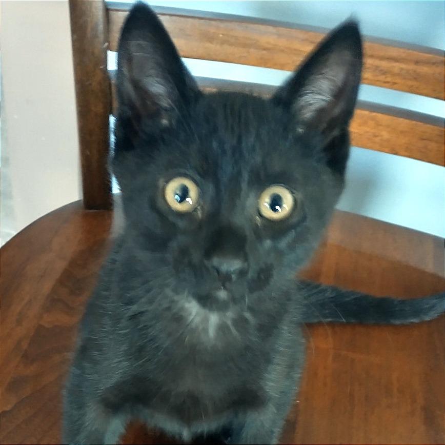 Spike, a Adoptable Domestic Short Hair in Rochester, MN image 5/5