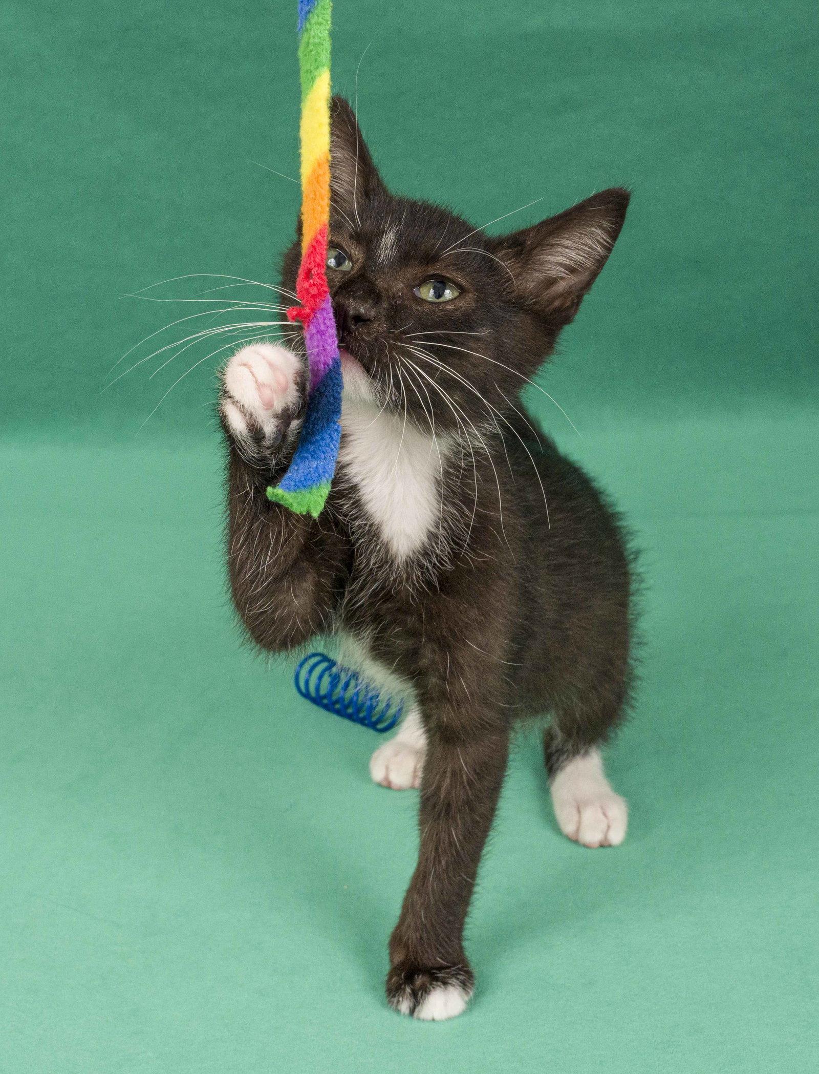 Garret & Dean, Adoptable, Young Male Domestic Short Hair.