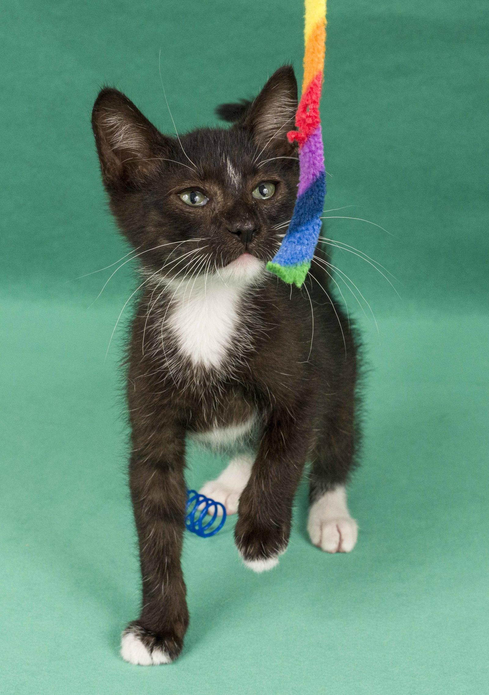 Enlarge Garret & Dean, a Adoptable Domestic Short Hair in Davis, CA image 2/3
