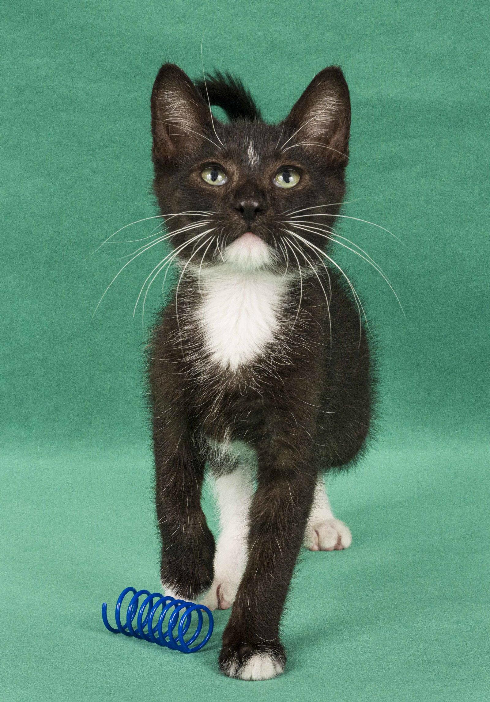 Enlarge Garret & Dean, a Adoptable Domestic Short Hair in Davis, CA image 3/3