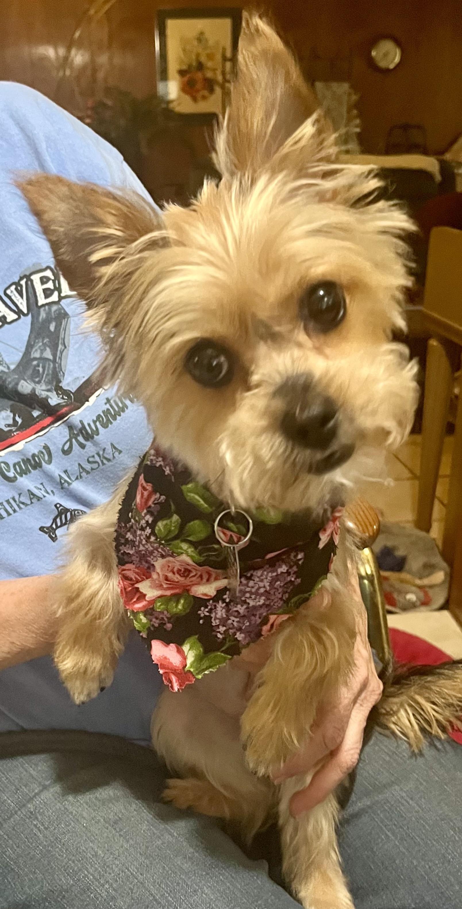 Carly - 895, a Adoptable Yorkshire Terrier in Dallas, TX image 2/3