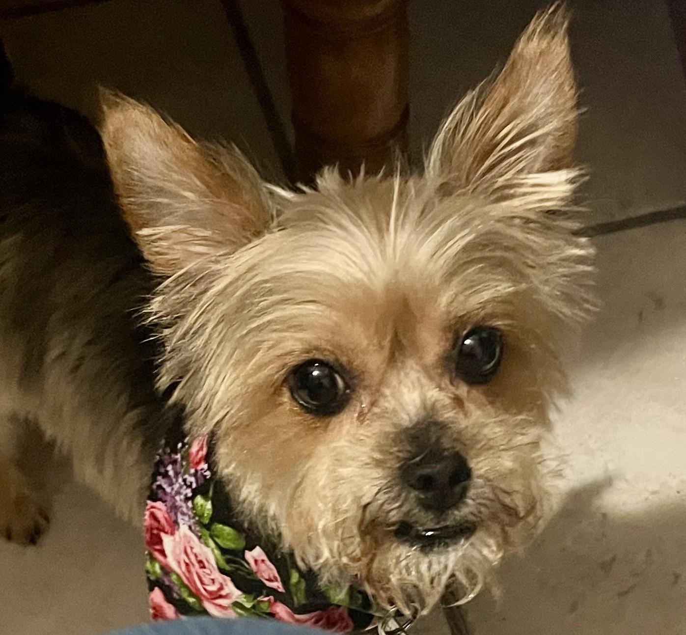 Carly - 895, Adoptable, Young Female Yorkshire Terrier.