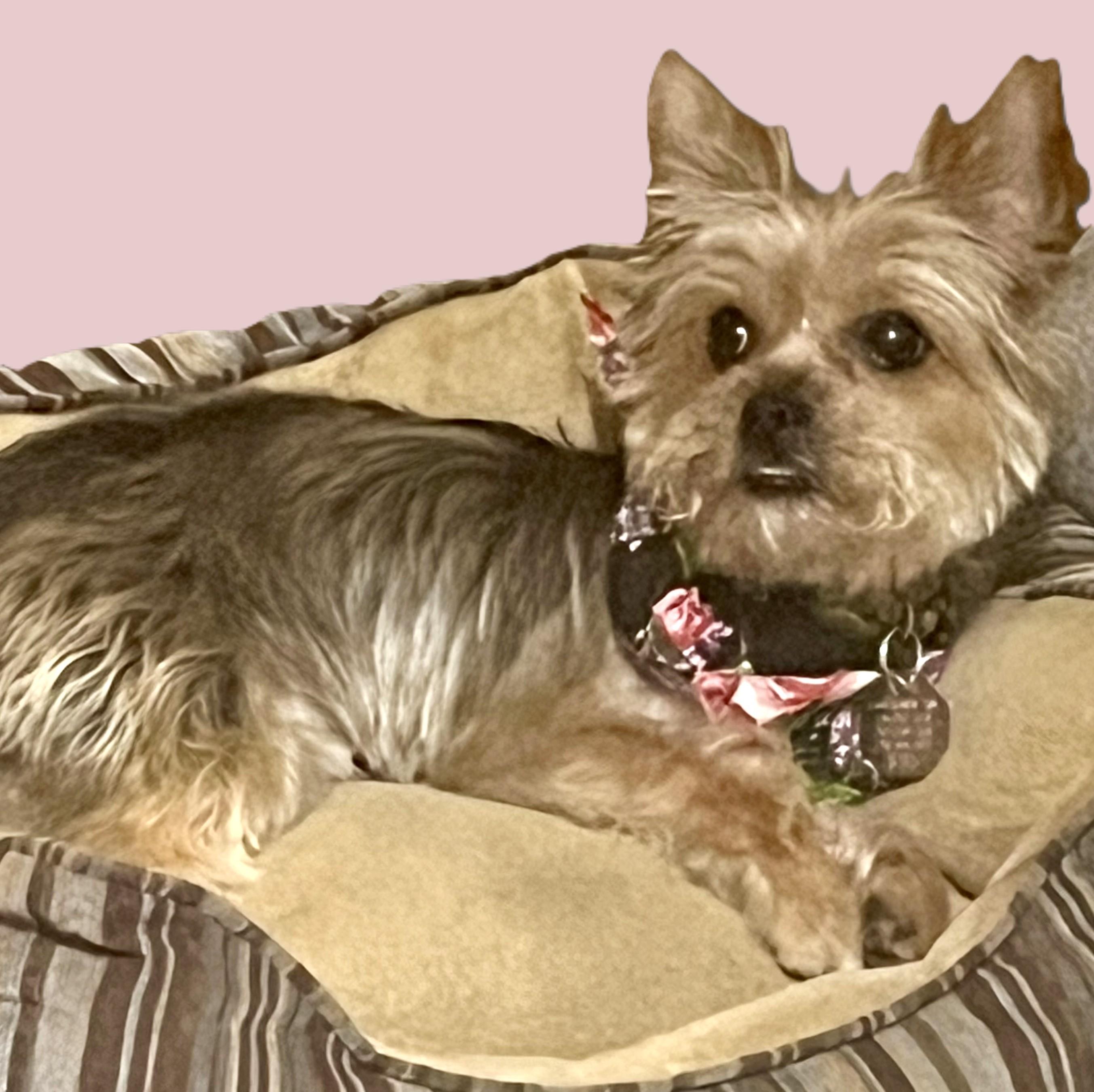 Carly - 895, a Adoptable Yorkshire Terrier in Dallas, TX image 3/3