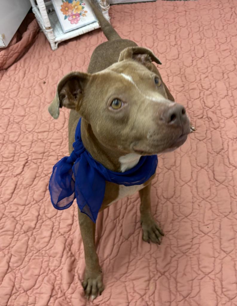 Enlarge Cibo, a Adoptable mixed breed in Detroit, MI image 1/6
