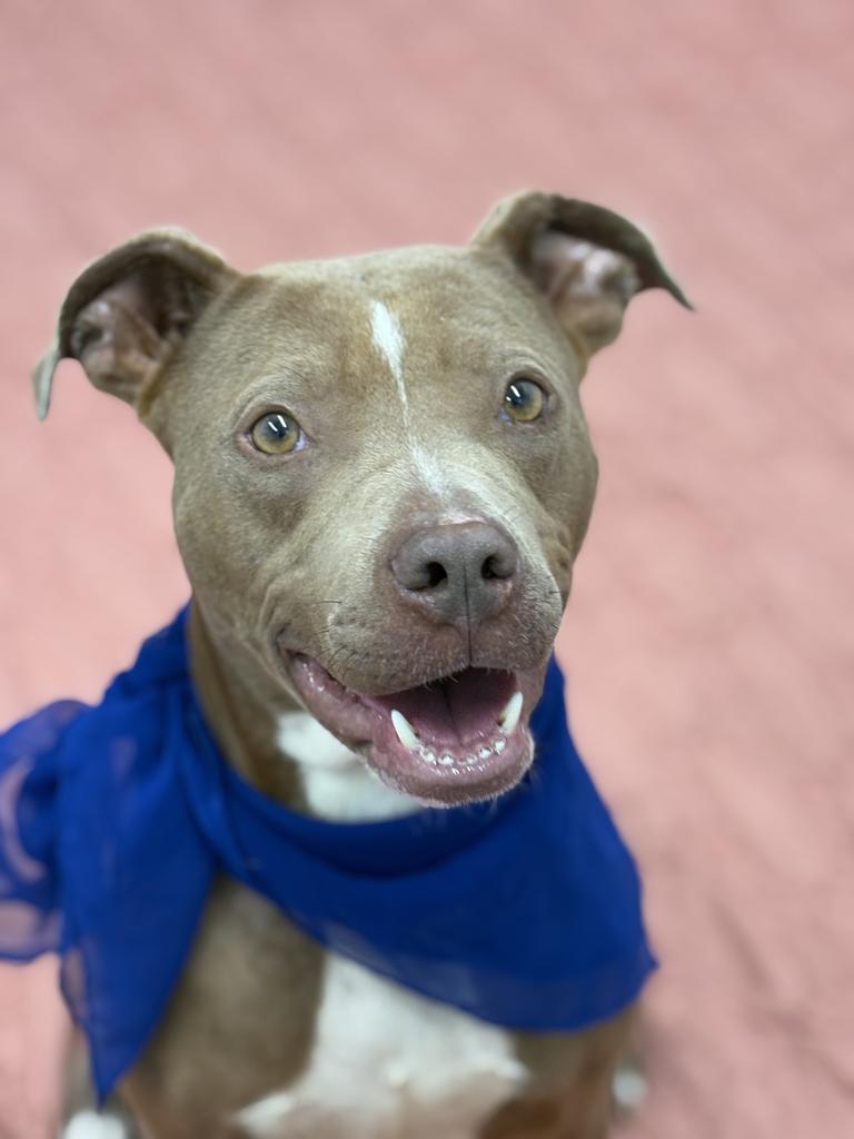 Enlarge Cibo, a Adoptable mixed breed in Detroit, MI image 2/6