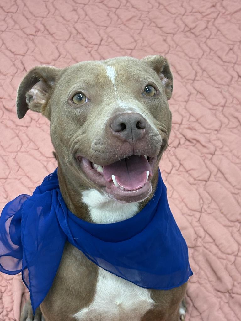 Enlarge Cibo, a Adoptable mixed breed in Detroit, MI image 3/6