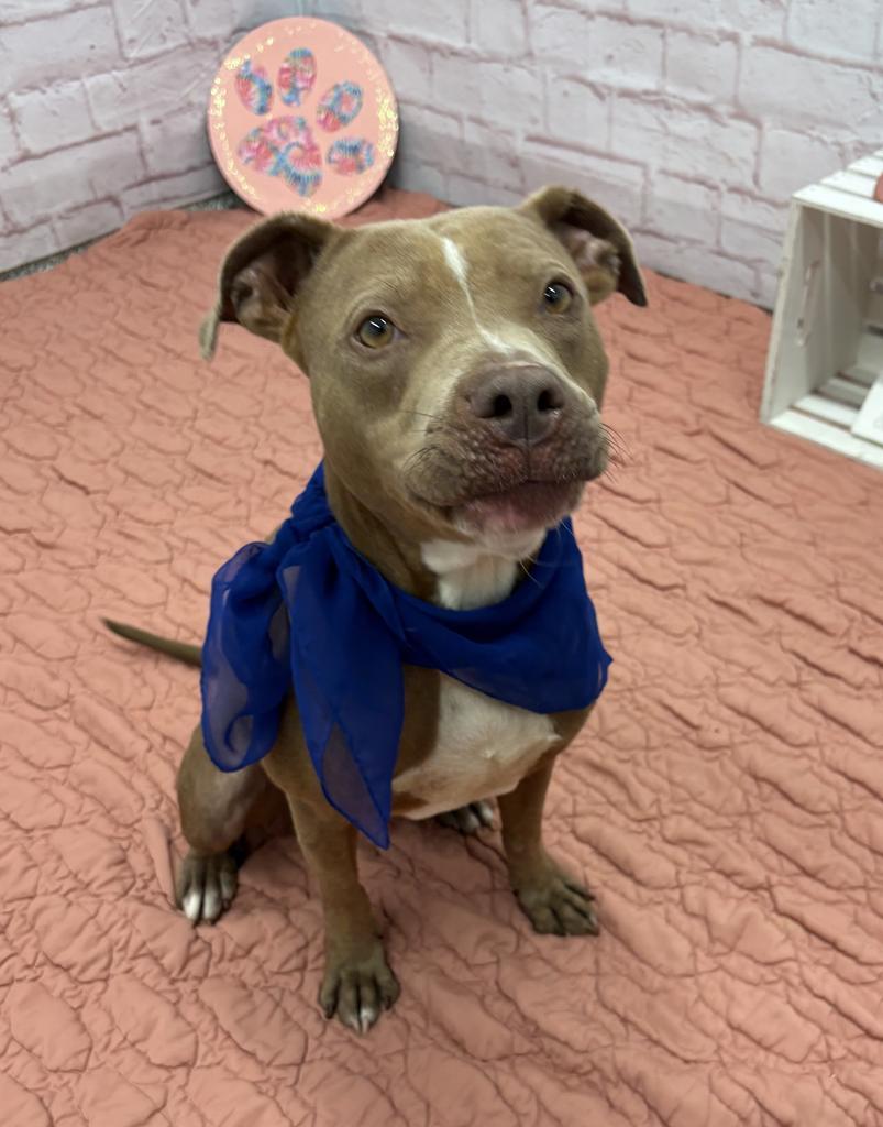Enlarge Cibo, a Adoptable mixed breed in Detroit, MI image 4/6