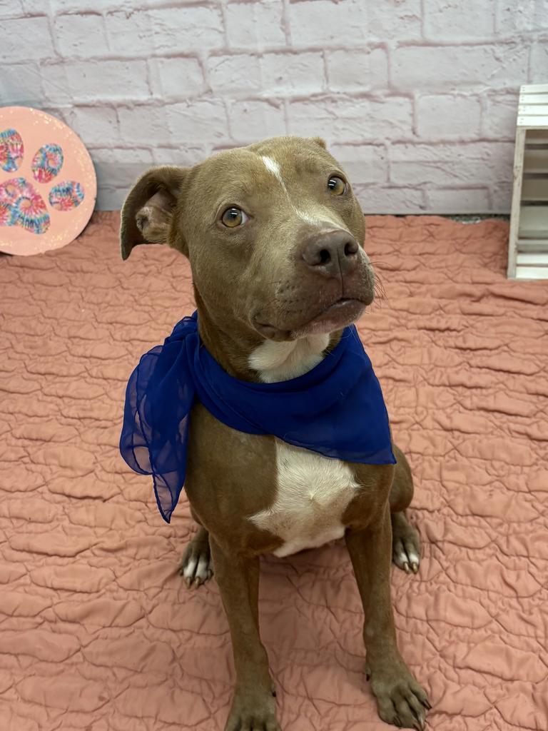 Enlarge Cibo, a Adoptable mixed breed in Detroit, MI image 5/6