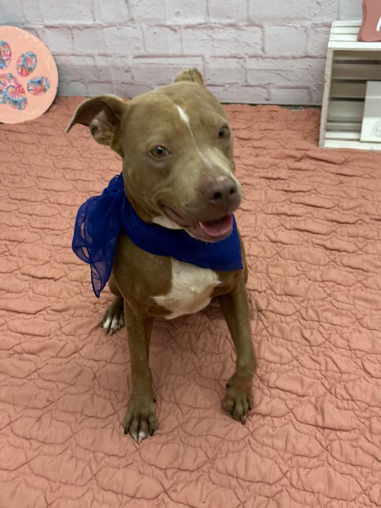 Enlarge Cibo, a Adoptable mixed breed in Detroit, MI image 6/6