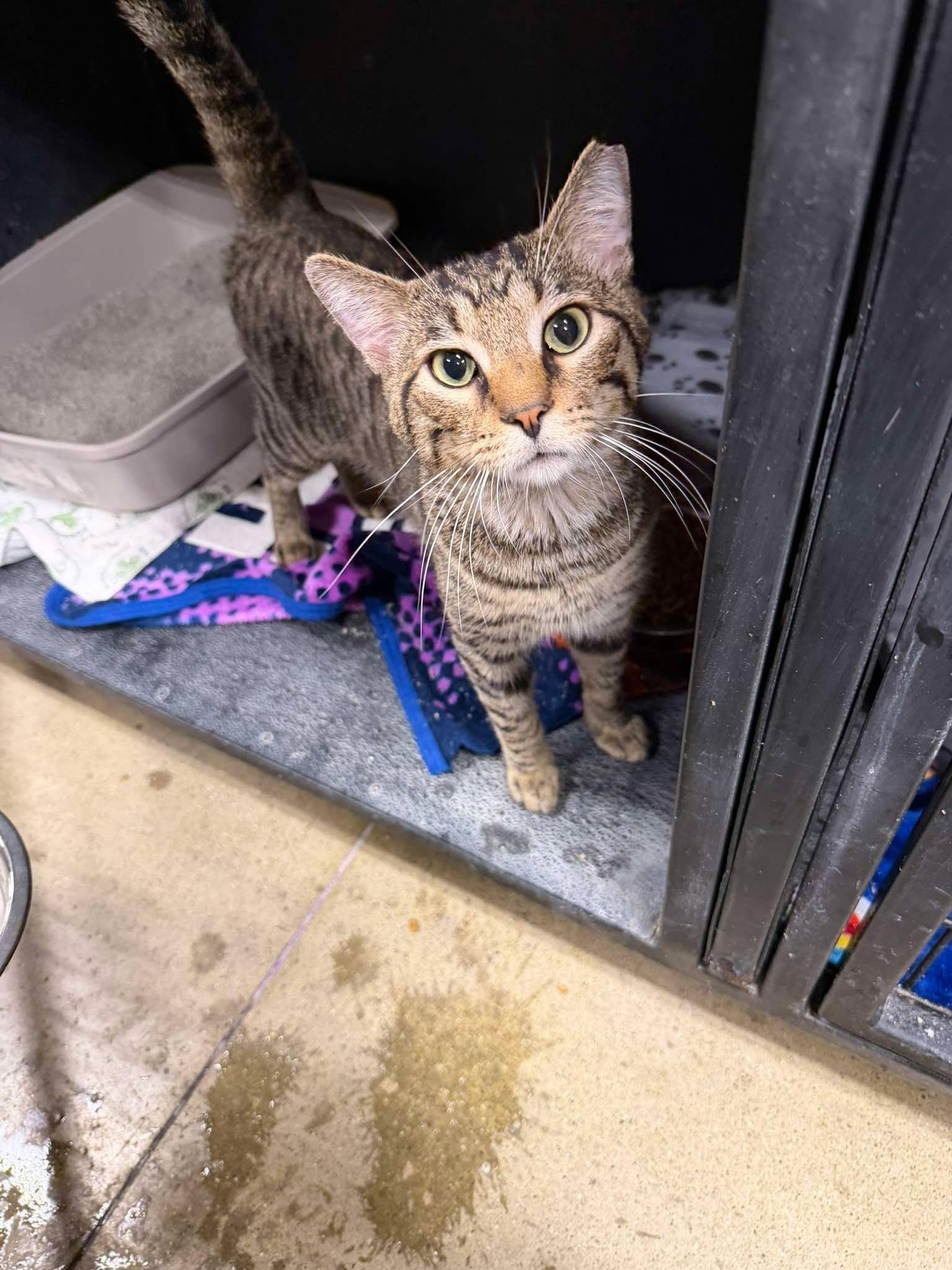 Enlarge Wesley, a Adoptable Domestic Short Hair in Maple Heights, OH image 1/2