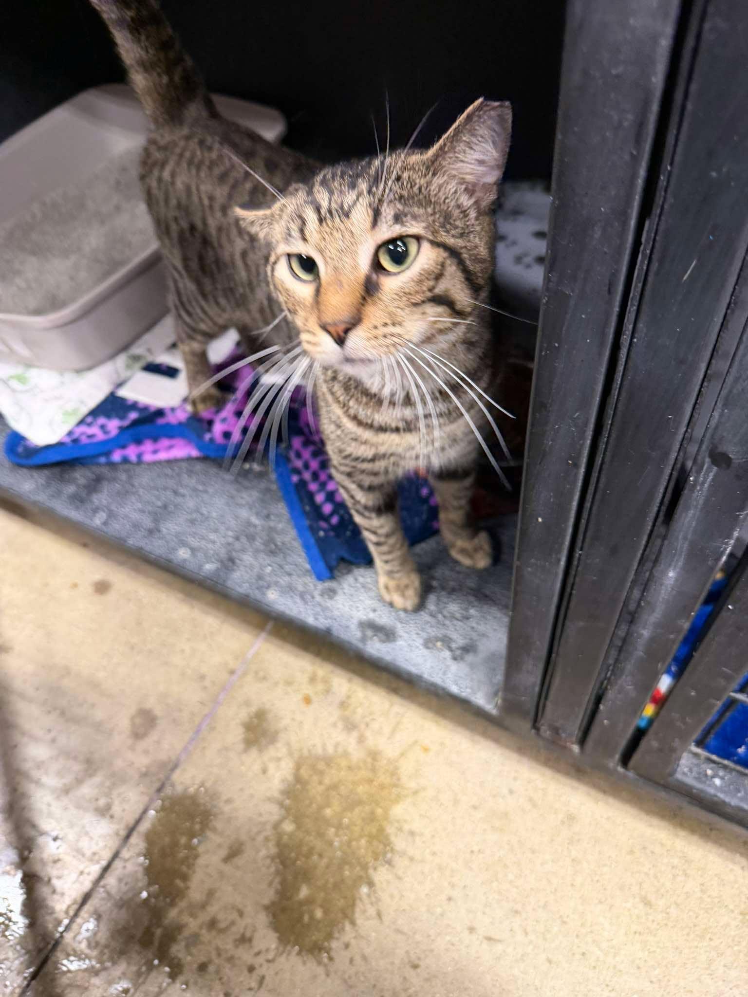 Enlarge Wesley, a Adoptable Domestic Short Hair in Maple Heights, OH image 2/2
