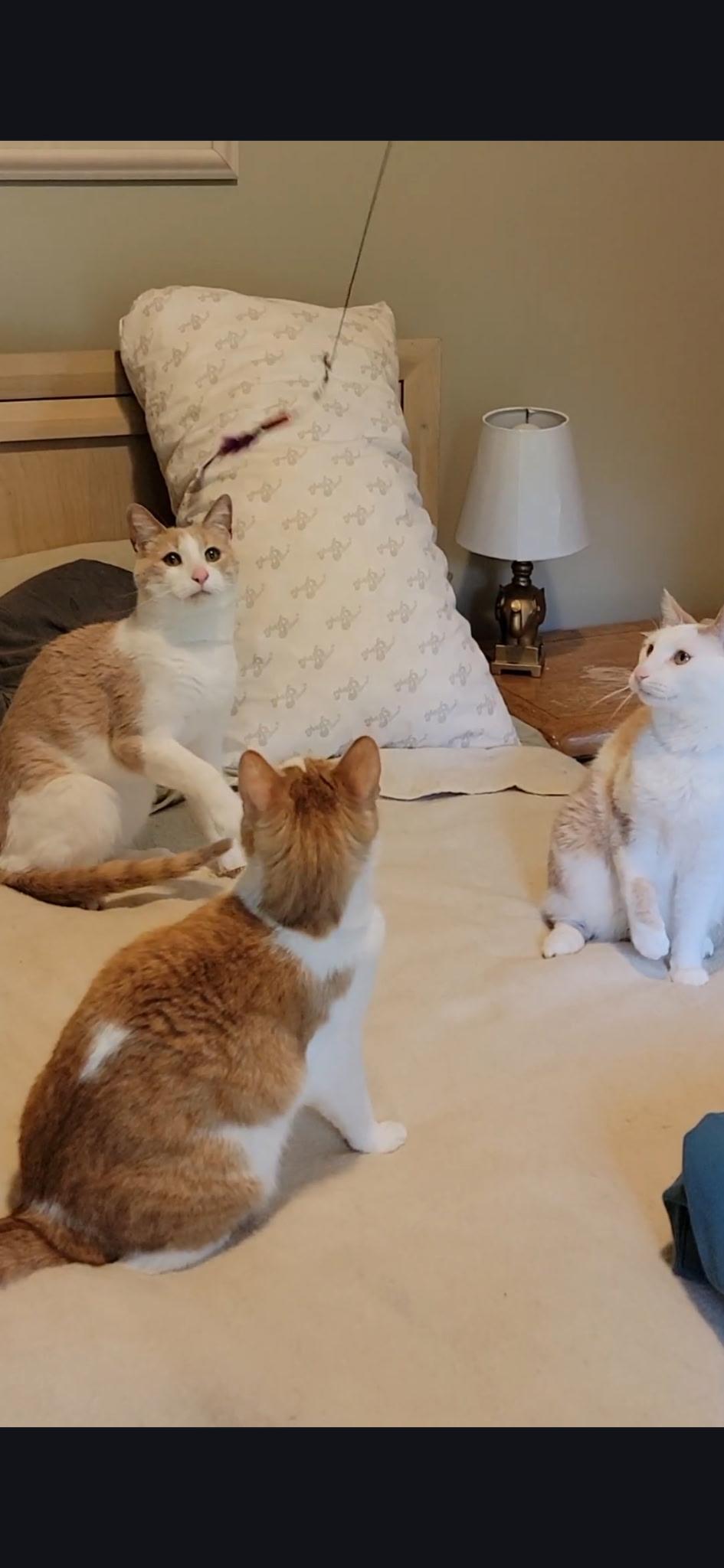 Enlarge Reedy (bonded with D.W. and Pumpkin), an adopted Domestic Short Hair in Bethlehem, PA image 3/5