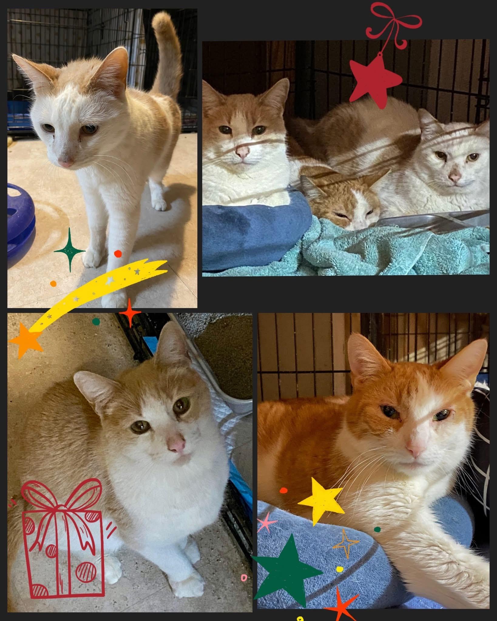 Reedy (bonded with D.W. and Pumpkin), adopted, Senior Male Domestic Short Hair.