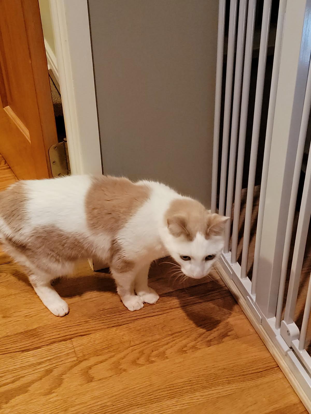 Enlarge Reedy (bonded with D.W. and Pumpkin), an adopted Domestic Short Hair in Bethlehem, PA image 2/5