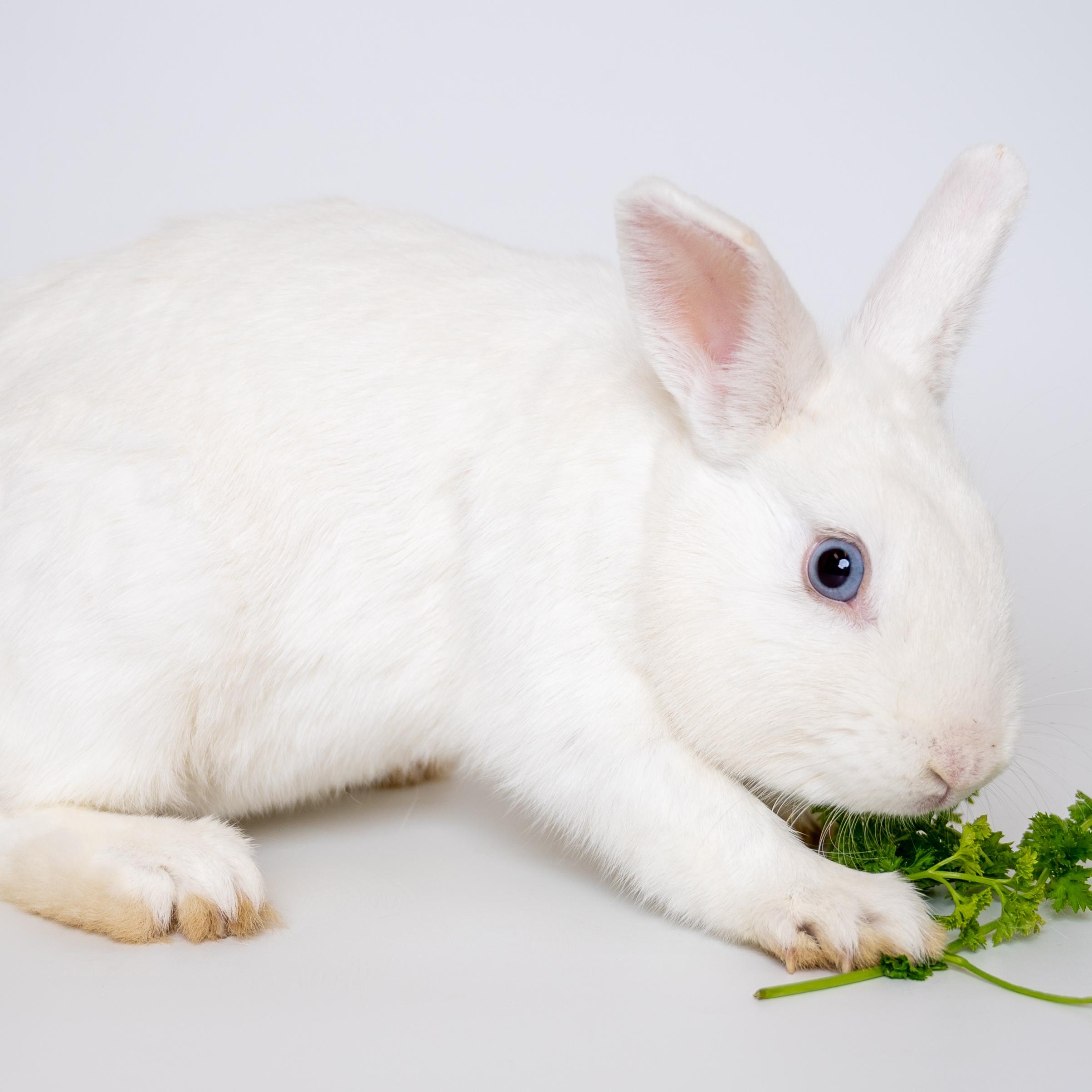 Duff, a Adoptable mixed breed in Alliston, ON image 2/4