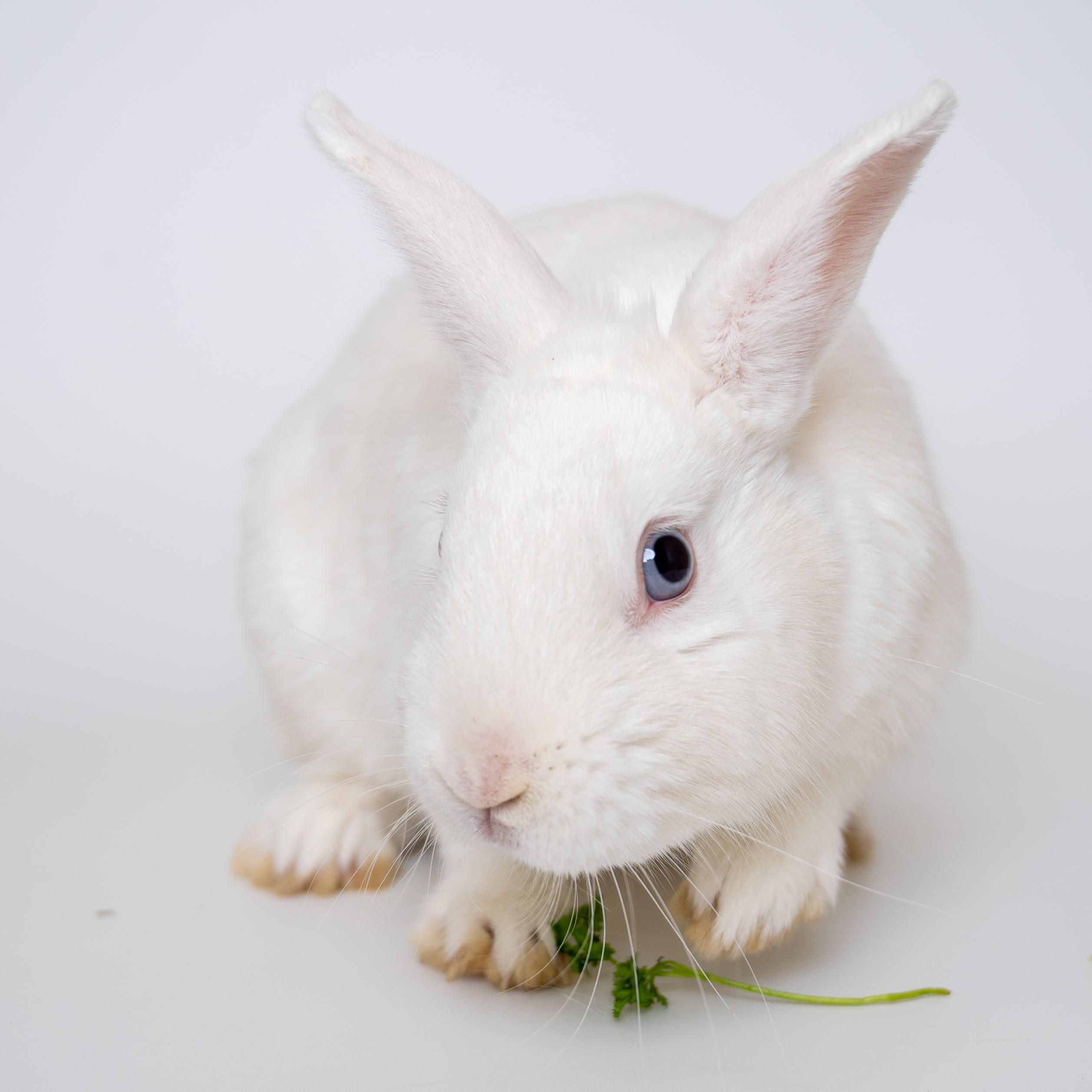 Duff, a Adoptable mixed breed in Alliston, ON image 4/4