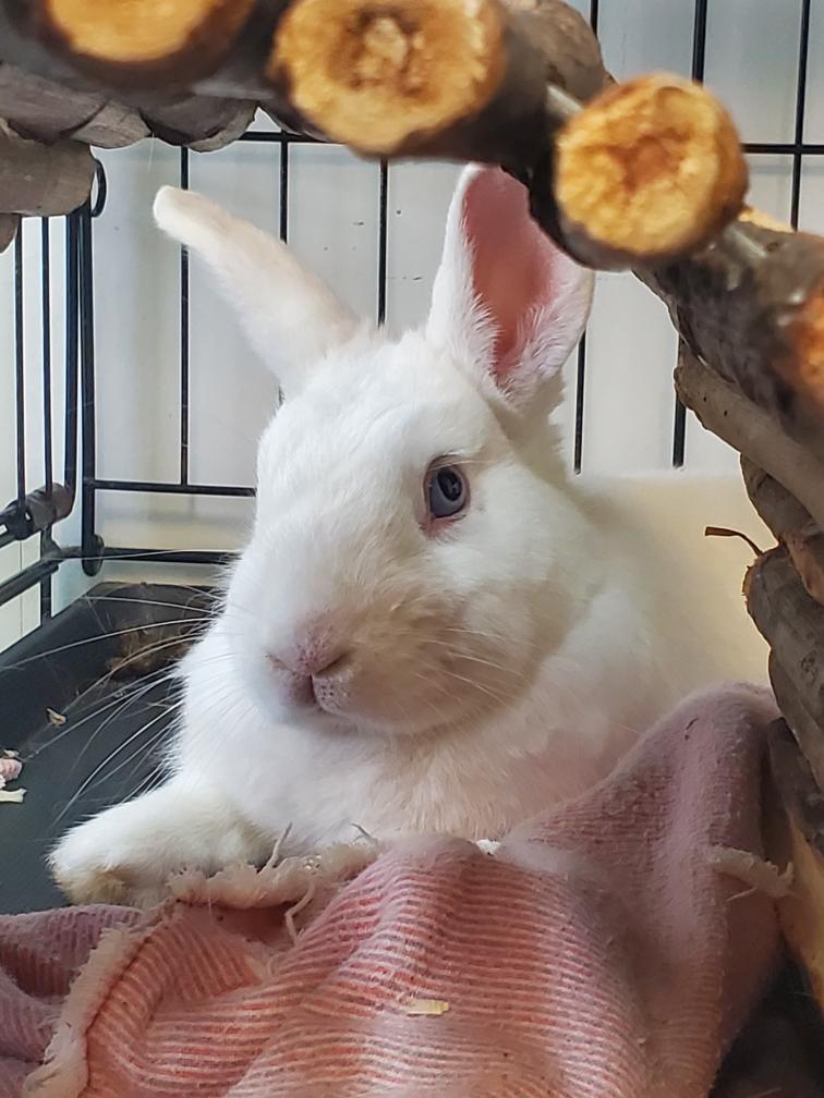 Duff, Adoptable, Adult Male American.