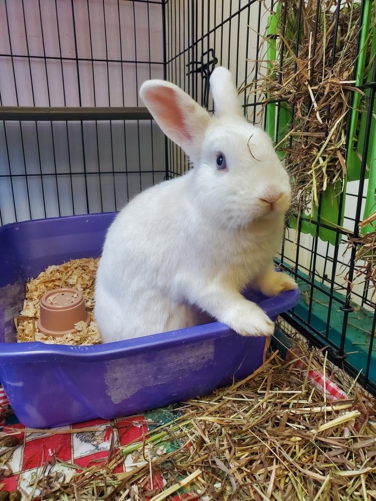 Duff, a Adoptable mixed breed in Alliston, ON image 3/4