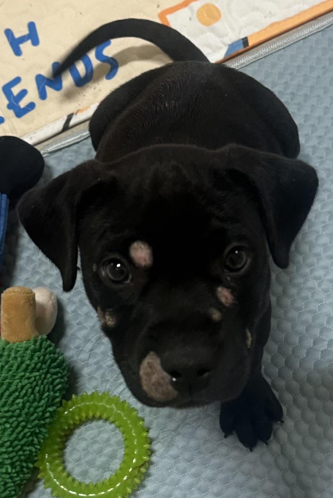 Butterball, Adoptable, Puppy Male Labrador Retriever.