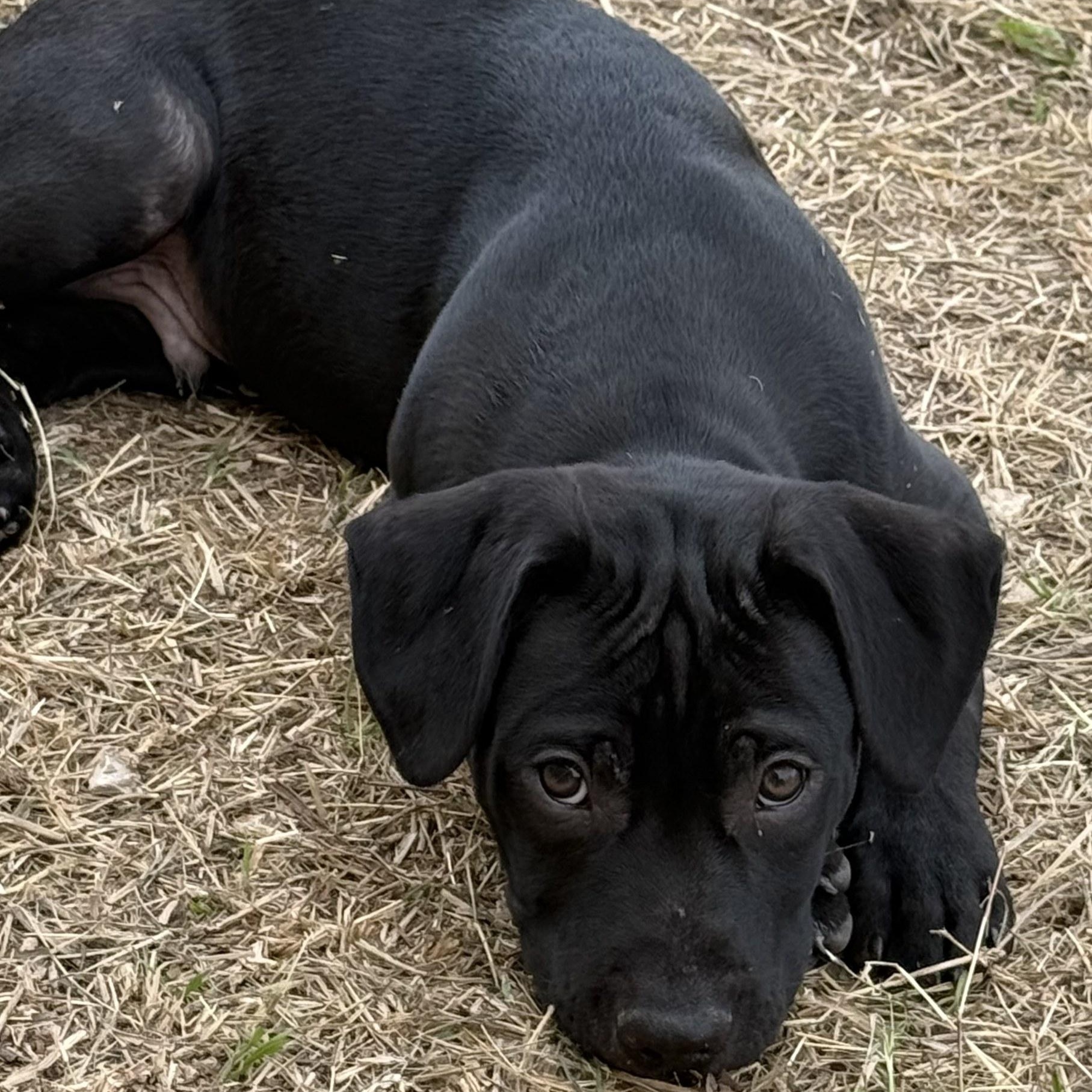 Butterball, Adoptable, Young Male Labrador Retriever.