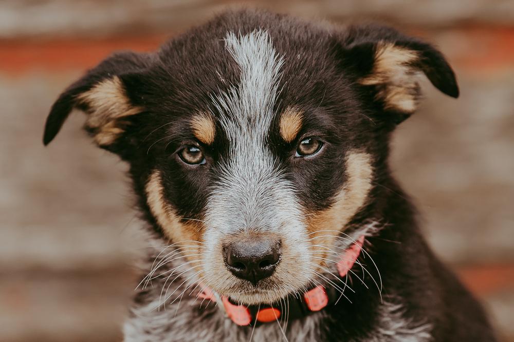 Gone for Good, a Adoptable mixed breed in Waunakee, WI image 1/3