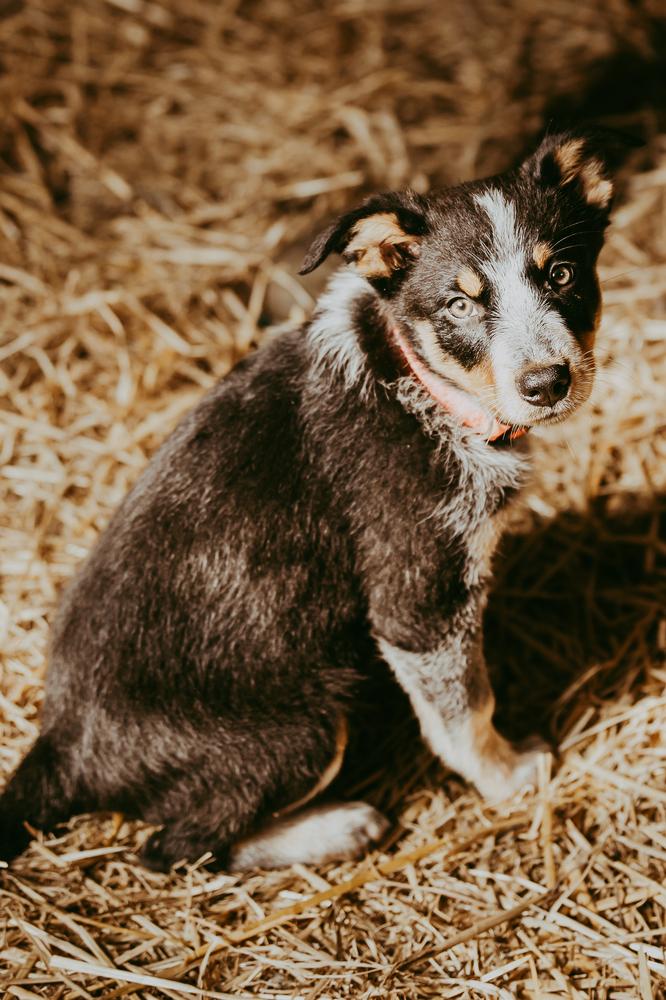Gone for Good, a Adoptable mixed breed in Waunakee, WI image 2/3