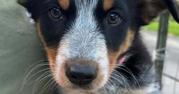 Gone for Good, a Adoptable mixed breed in Waunakee, WI image 3/3