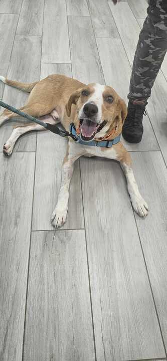 Enlarge Busch, a Adoptable American Foxhound in Maidens, VA image 1/1
