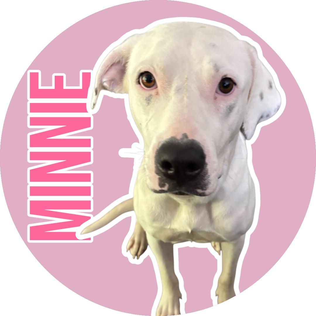 Enlarge Minnie, a ADOPTABLE mixed breed in Evans City, PA image 1/6