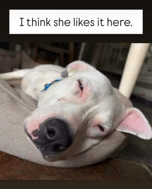 Enlarge Minnie, a ADOPTABLE mixed breed in Evans City, PA video 6/6