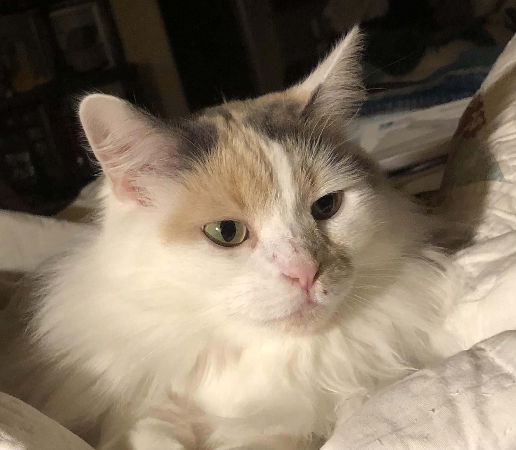 Enlarge Gorgeous Kat, a Adoptable Domestic Long Hair in Lancaster, CA image 1/1