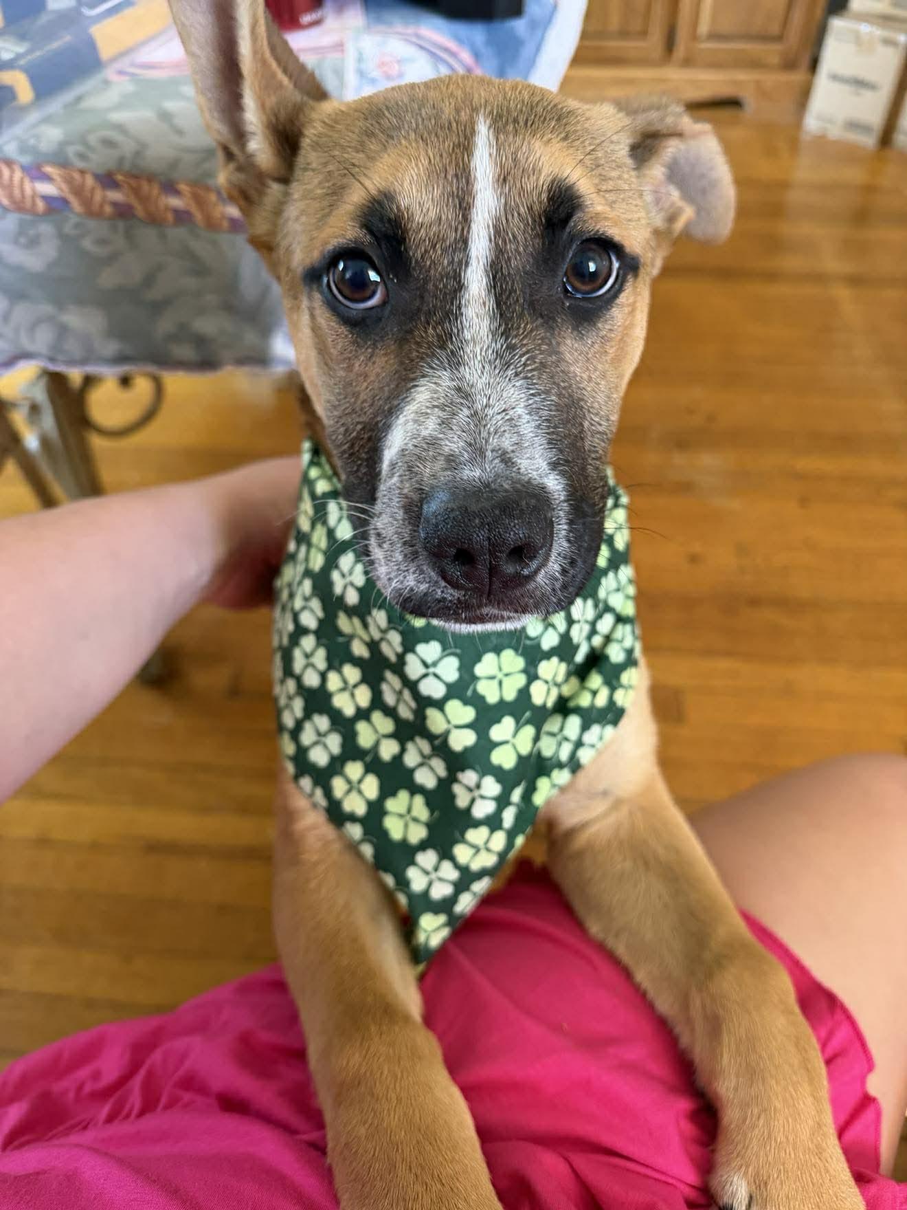 Roxy , ADOPTABLE, Puppy Female German Shepherd Dog.