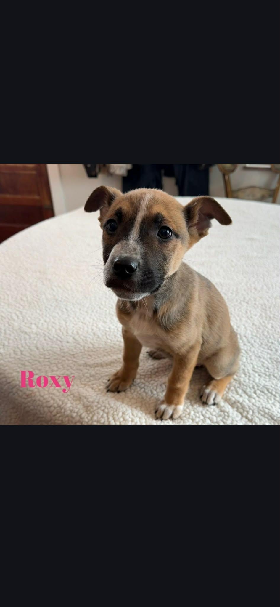 Roxy , a ADOPTABLE mixed breed in Luttrell, TN image 2/2