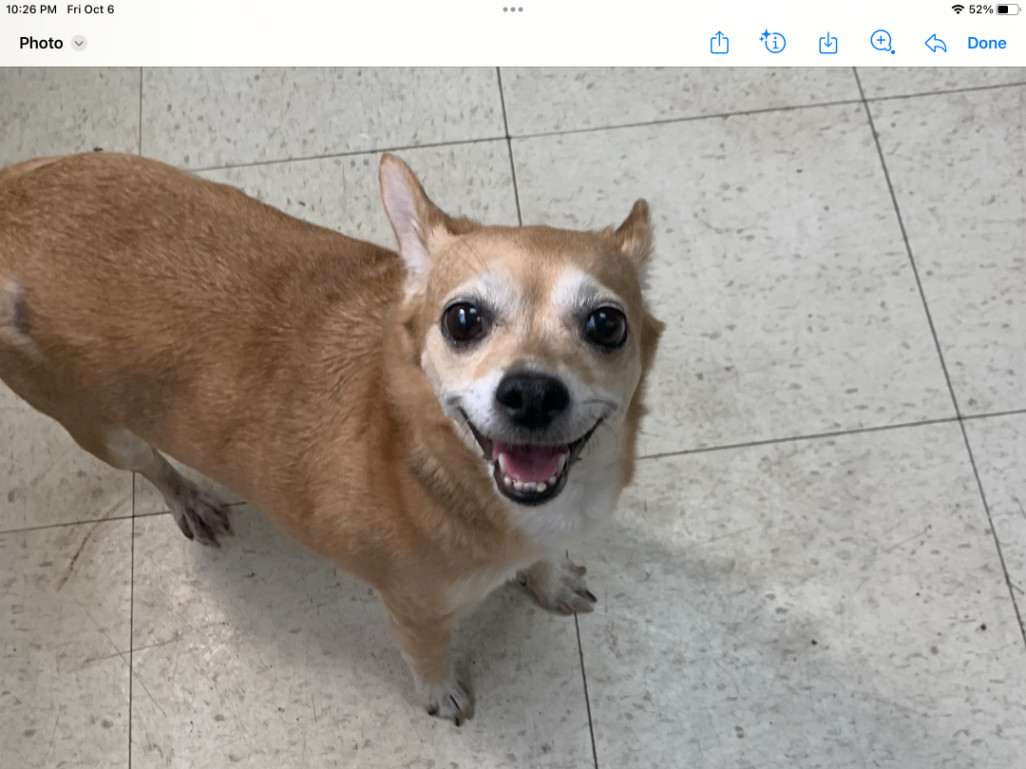 Enlarge Lizzy, a Adopted Chihuahua in Staten Island, NY image 1/1