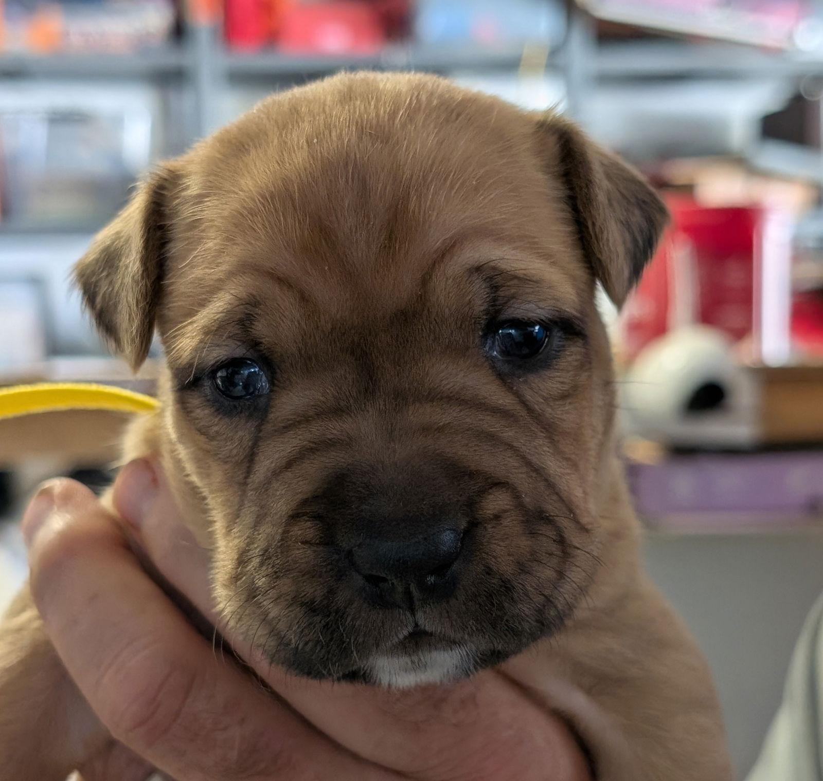 Chloe, Adopted, Puppy Female American Staffordshire Terrier.