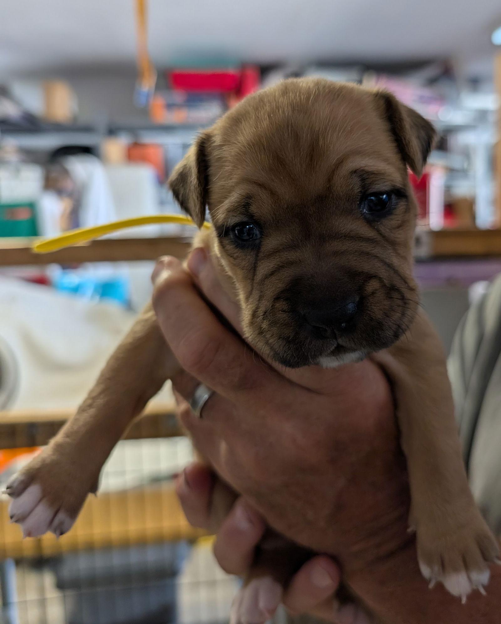 Chloe, a Adopted American Staffordshire Terrier in San Diego, CA image 2/2