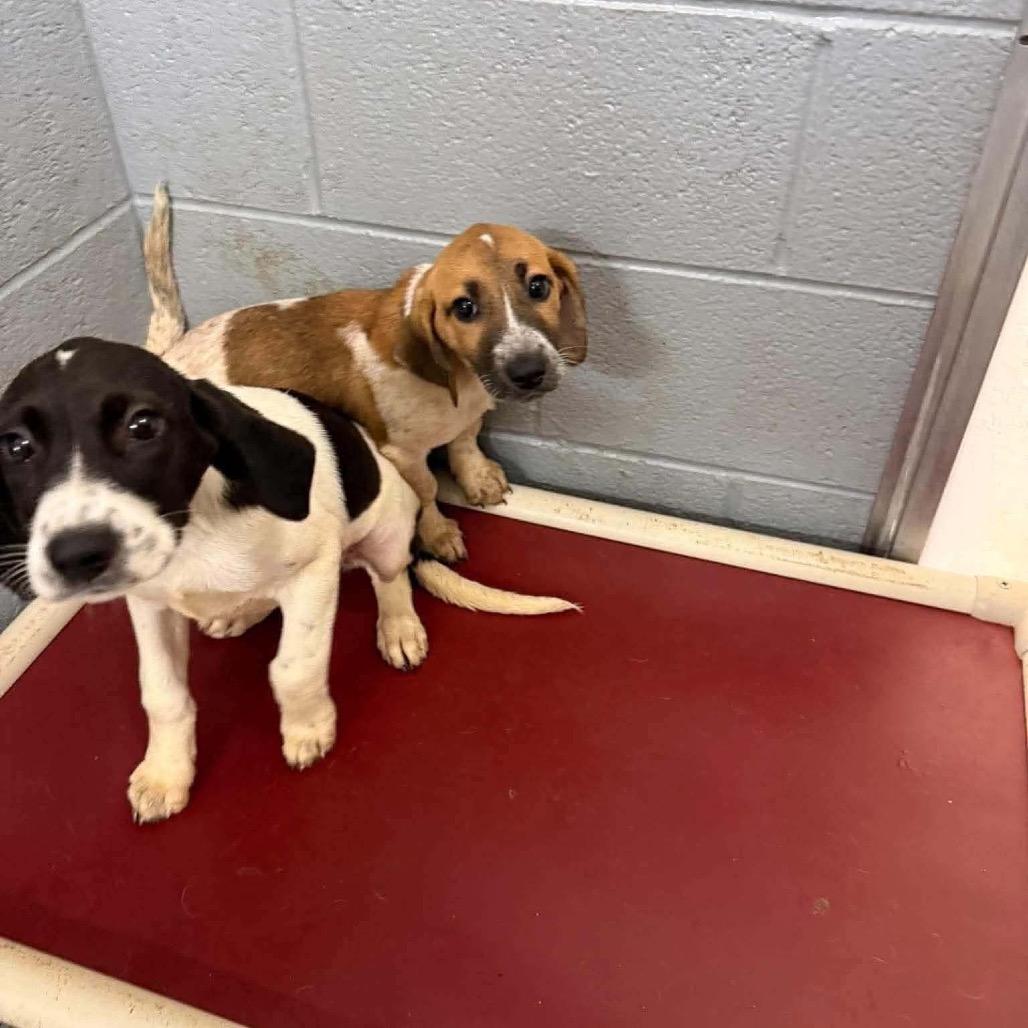 Penny, Adoptable, Puppy Female Beagle & Hound.