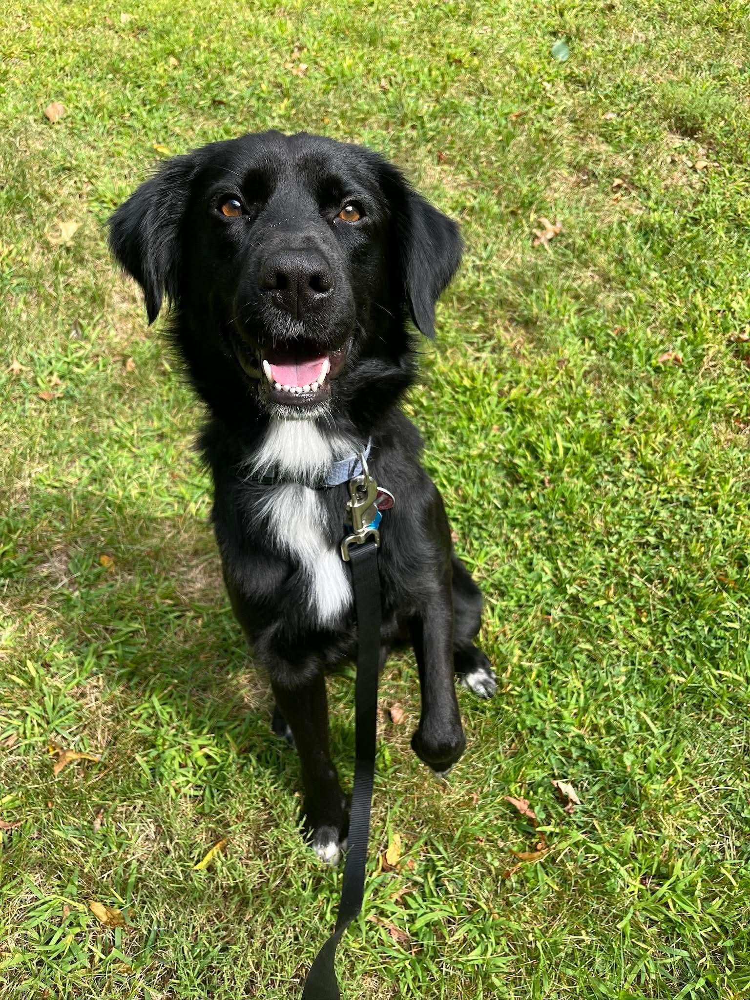 Bart (Foster or Adopter Needed), Adoptable, Young Male Flat-Coated Retriever.
