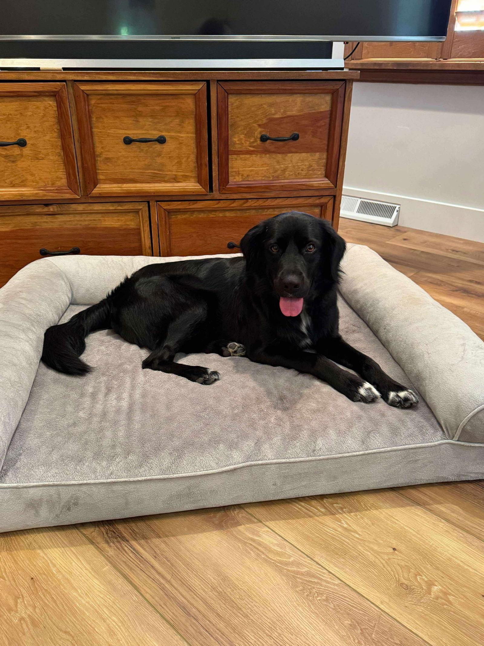 Enlarge Bart (Foster or Adopter Needed), a Adoptable Flat-Coated Retriever in Westwood, NJ image 2/3