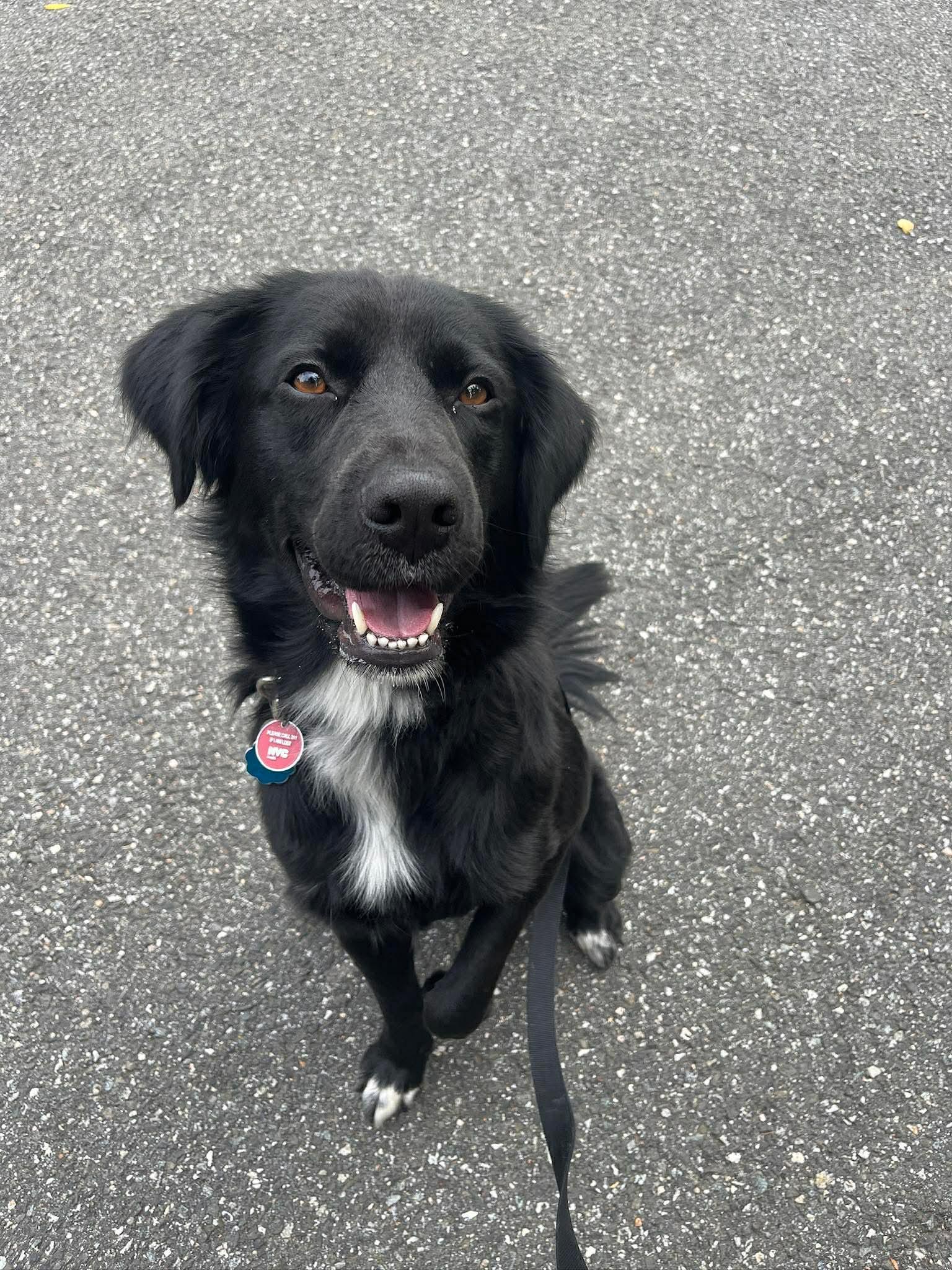 Enlarge Bart (Foster or Adopter Needed), a Adoptable Flat-Coated Retriever in Westwood, NJ image 3/3