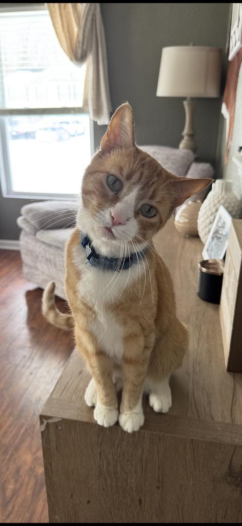 Kit Kat, Adoptable, Senior Male Domestic Short Hair.