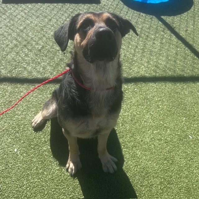 SCOUT, Adoptable, Young Male German Shepherd Dog & Mixed Breed.