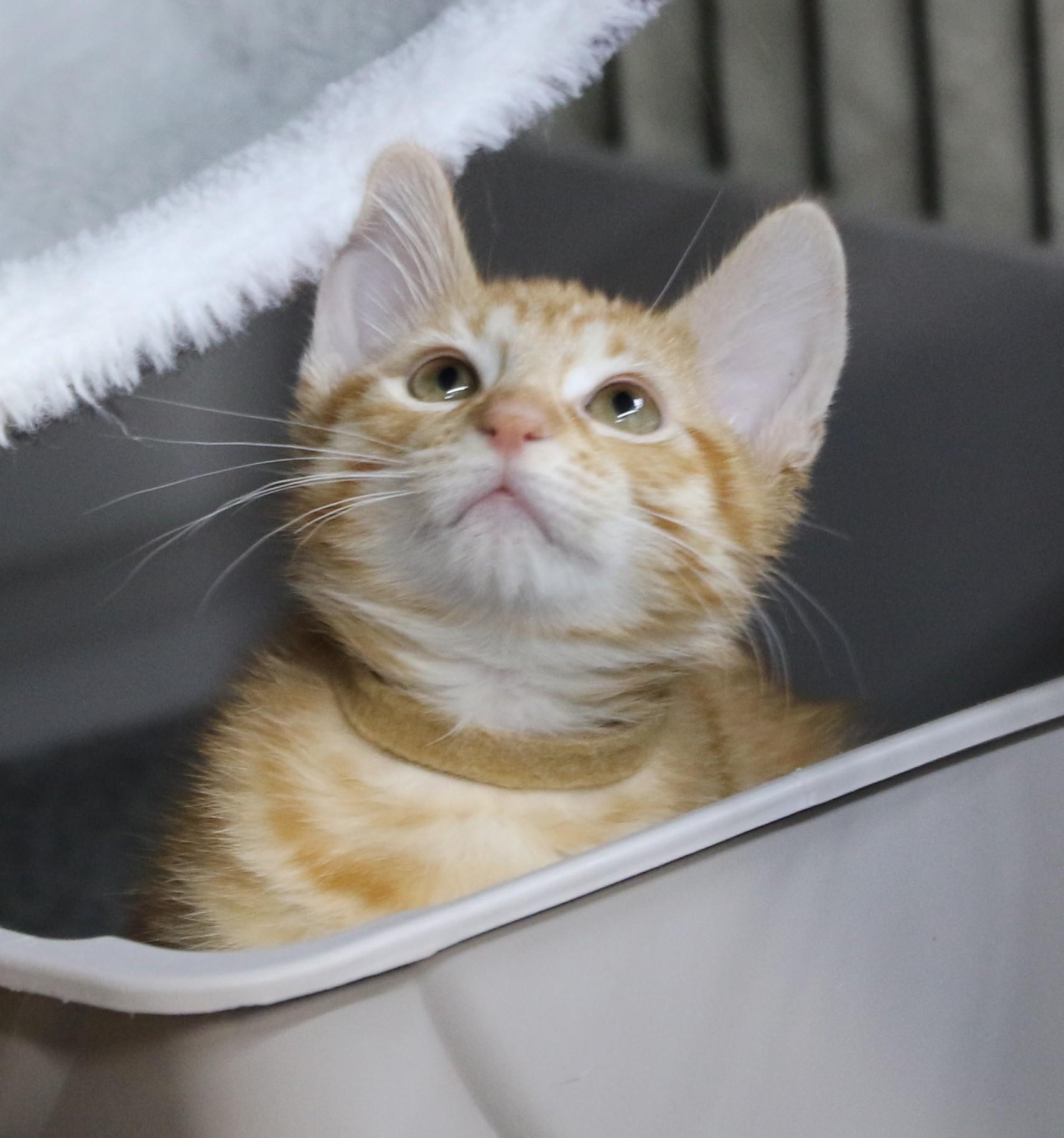 Dudly, a Adoptable Tabby in Cut Bank, MT image 2/4
